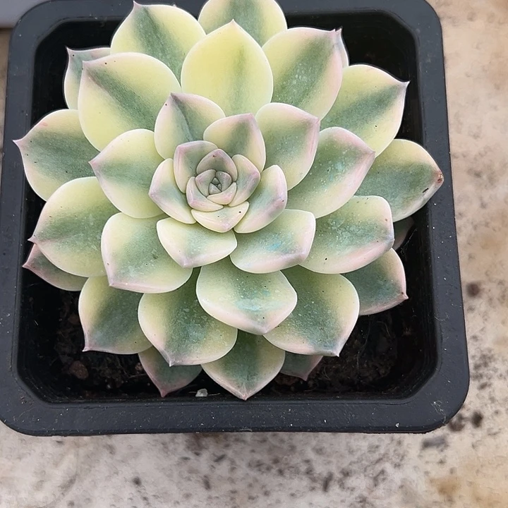 安娜玫瑰锦多肉植物