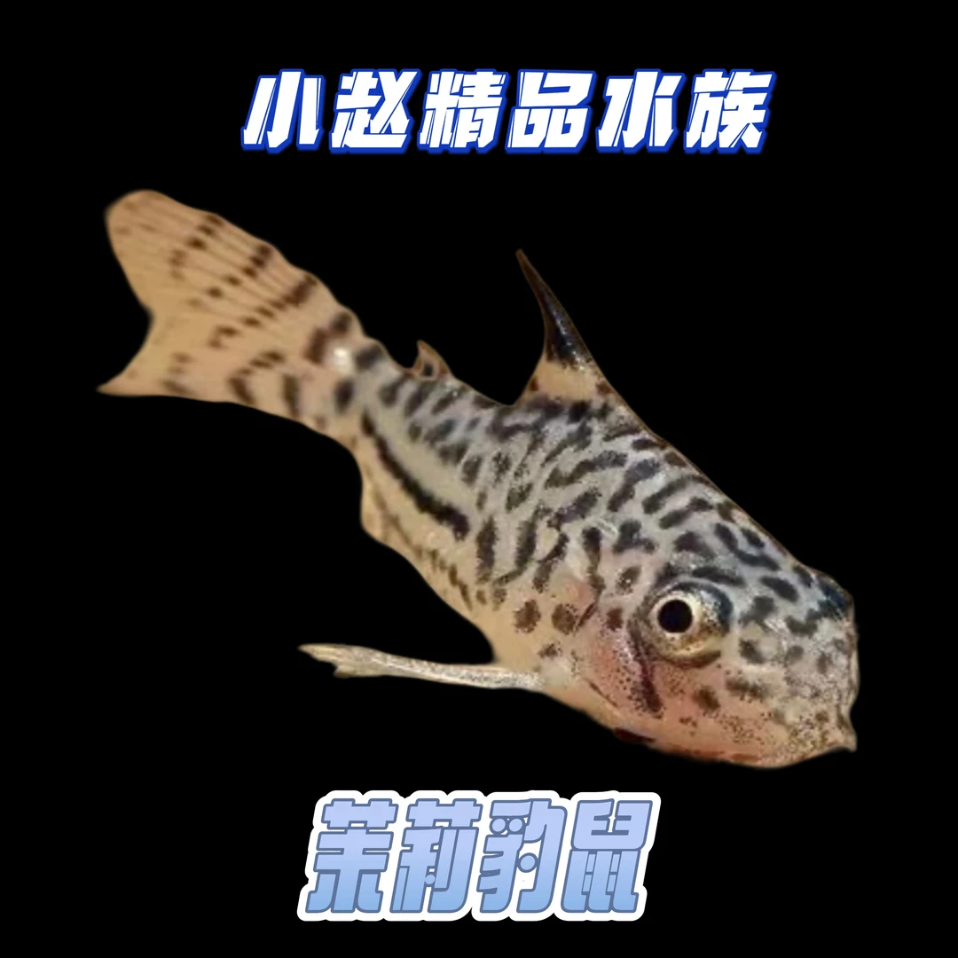 茉莉豹鼠反游猫等热带清洁工具鱼适合新手混养观赏鱼