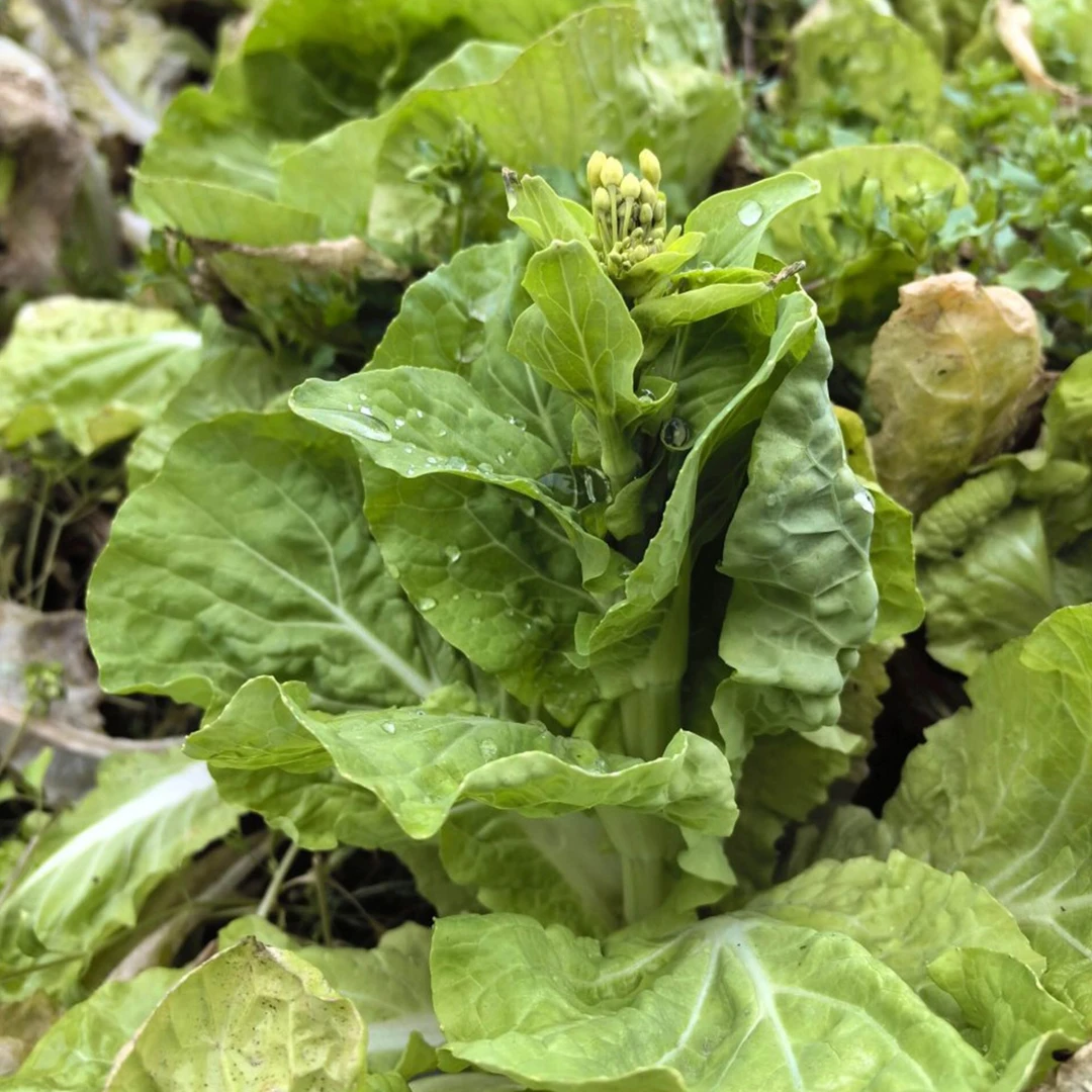 湘西高山白菜苔鲜嫩清甜富硒白菜苔一口爆鲜