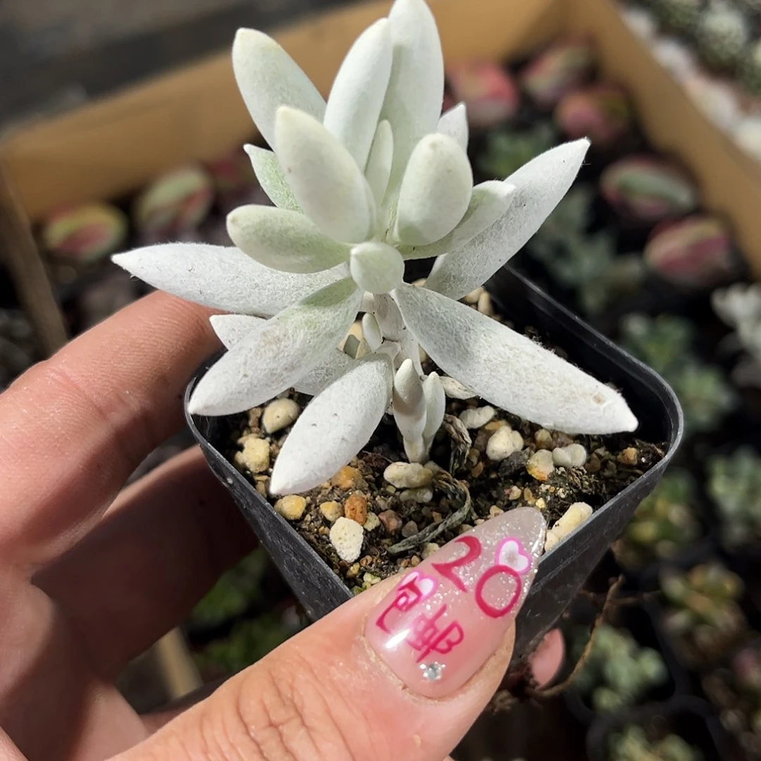 银月单头发货有根发货