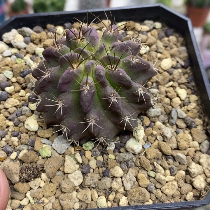 紫皮素妆玉特价福利