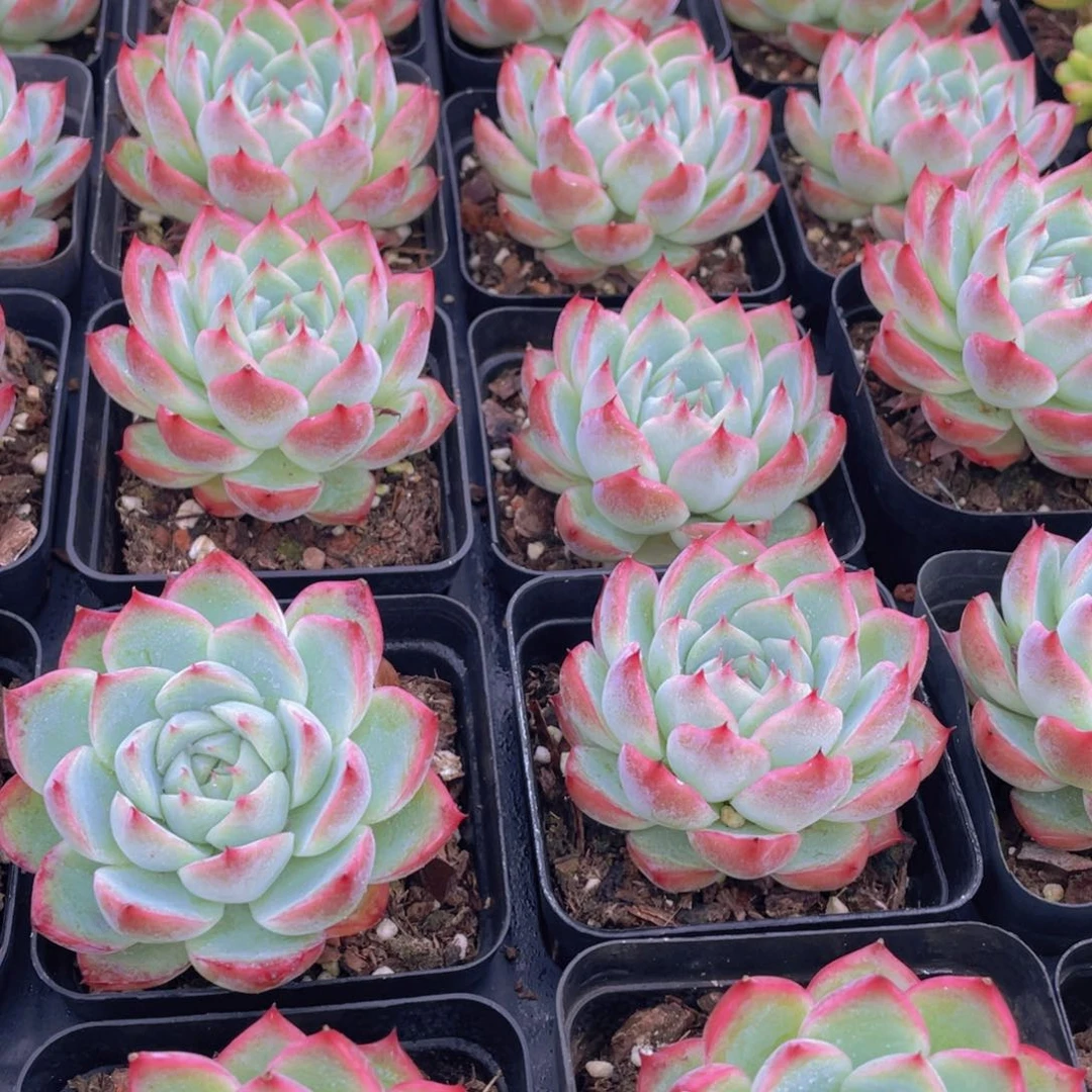 663号 新品韩版粉水晶单头一个