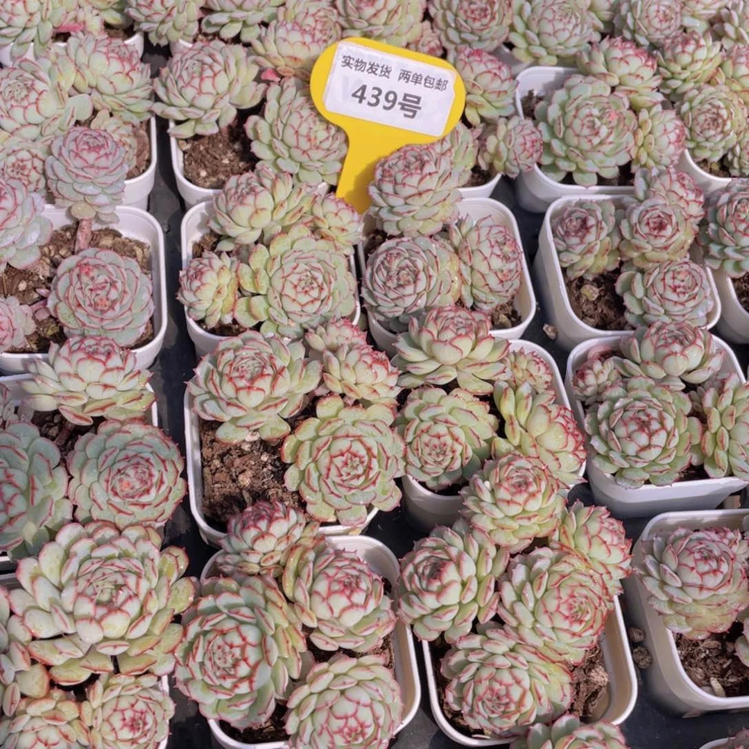 439号小红船小红p群生带腿一个