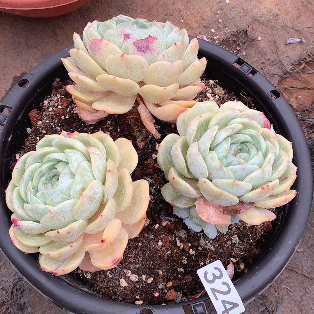 324劳林一物一拍多肉