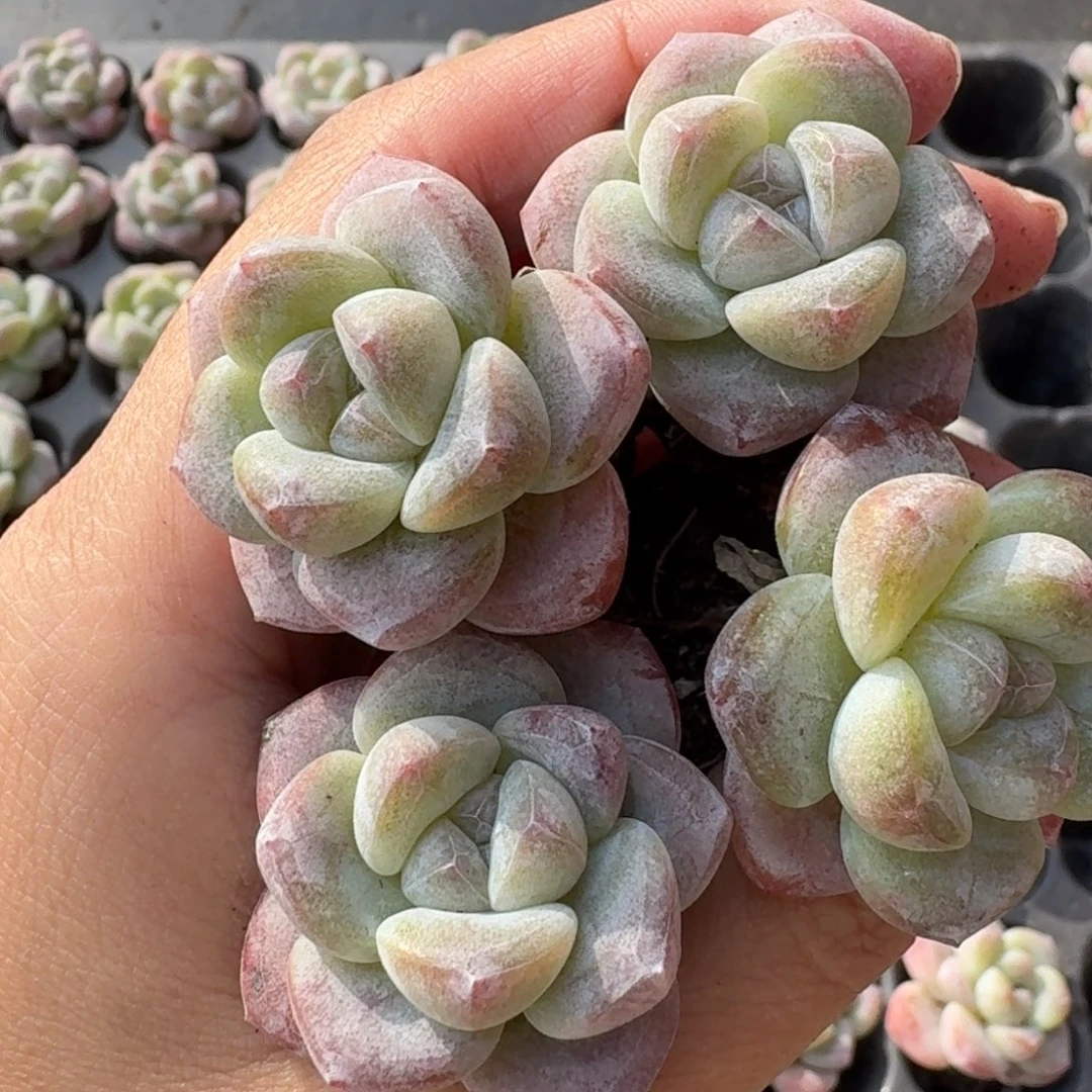 07号到手7颗，粉冰