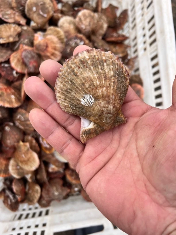 栉孔扇贝刺贝肉肥山东日照直发5斤