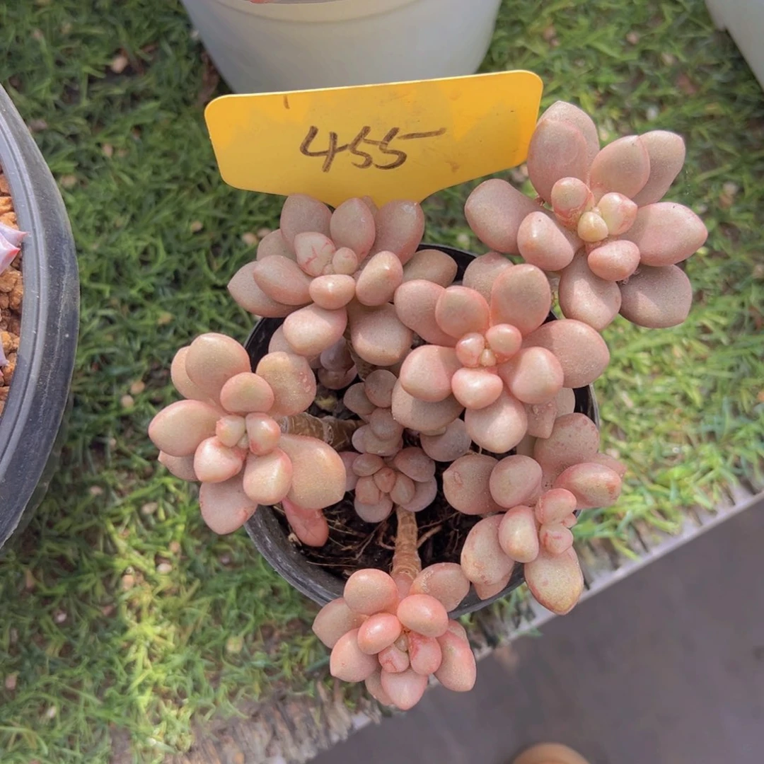 香玉的故事是一个人的故事