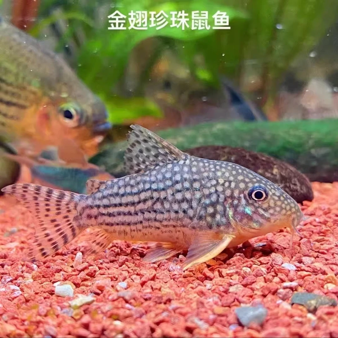 直播间优惠观赏活体鼠鱼清道夫清洁鱼稀有珍珠鼠鱼豹纹鼠