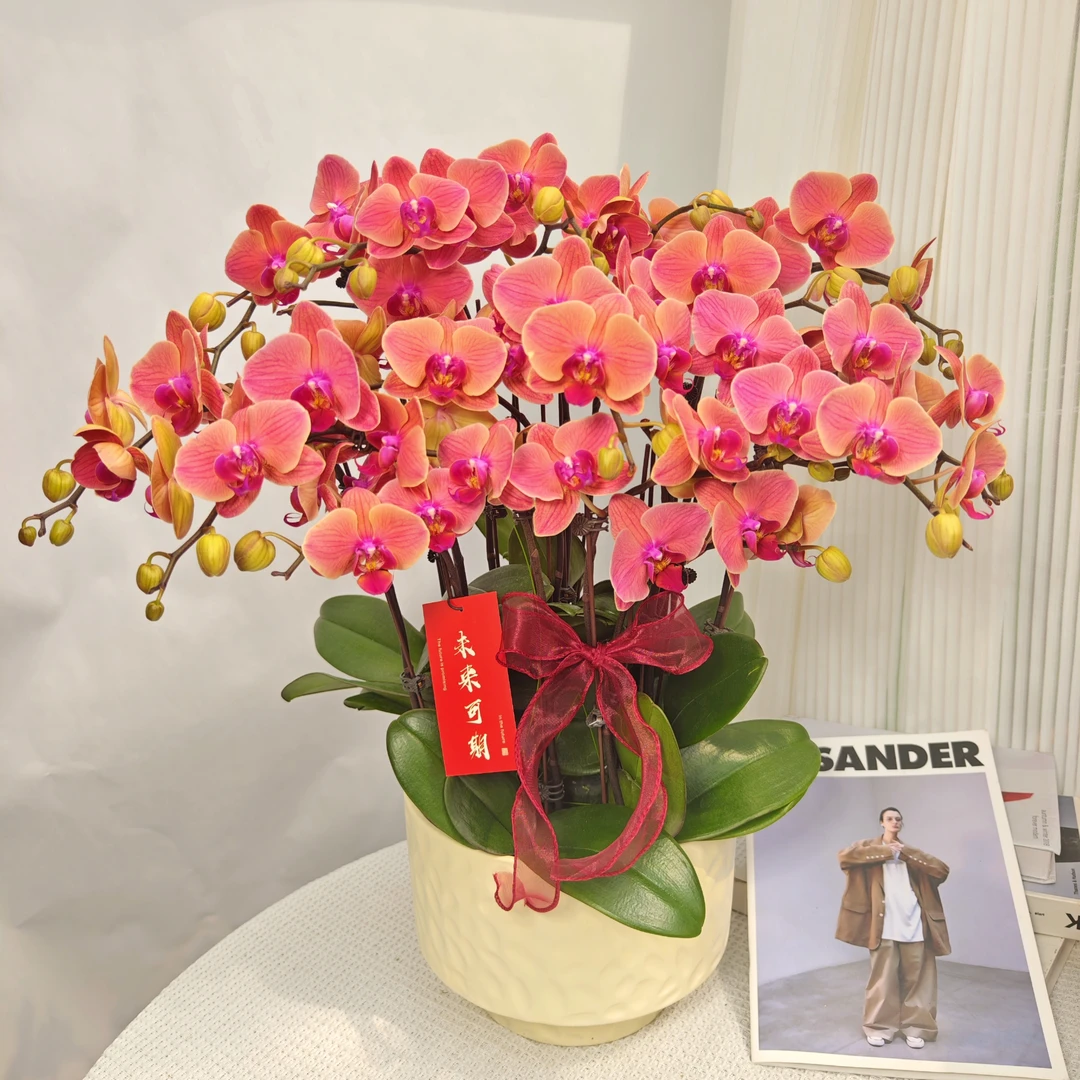 蝴蝶兰<三文鱼>橙粉色系 鲜花绿植 带花带花苞 送人送礼