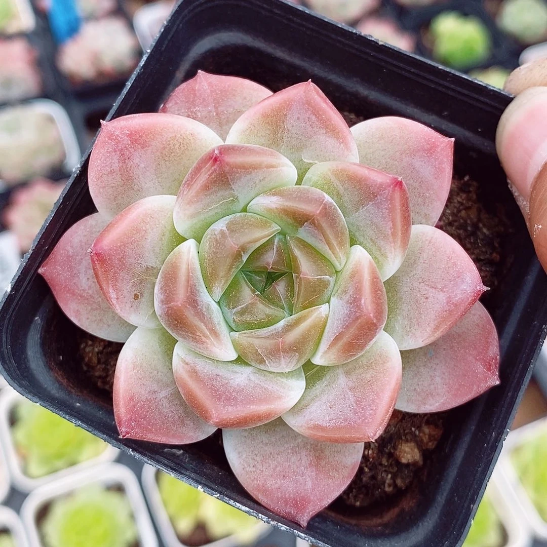 胭脂冰魄6cm福利多肉植物