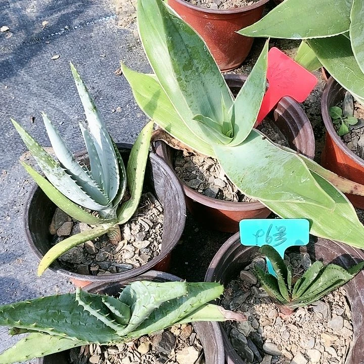 【闪购商品】无花朵海来芦荟