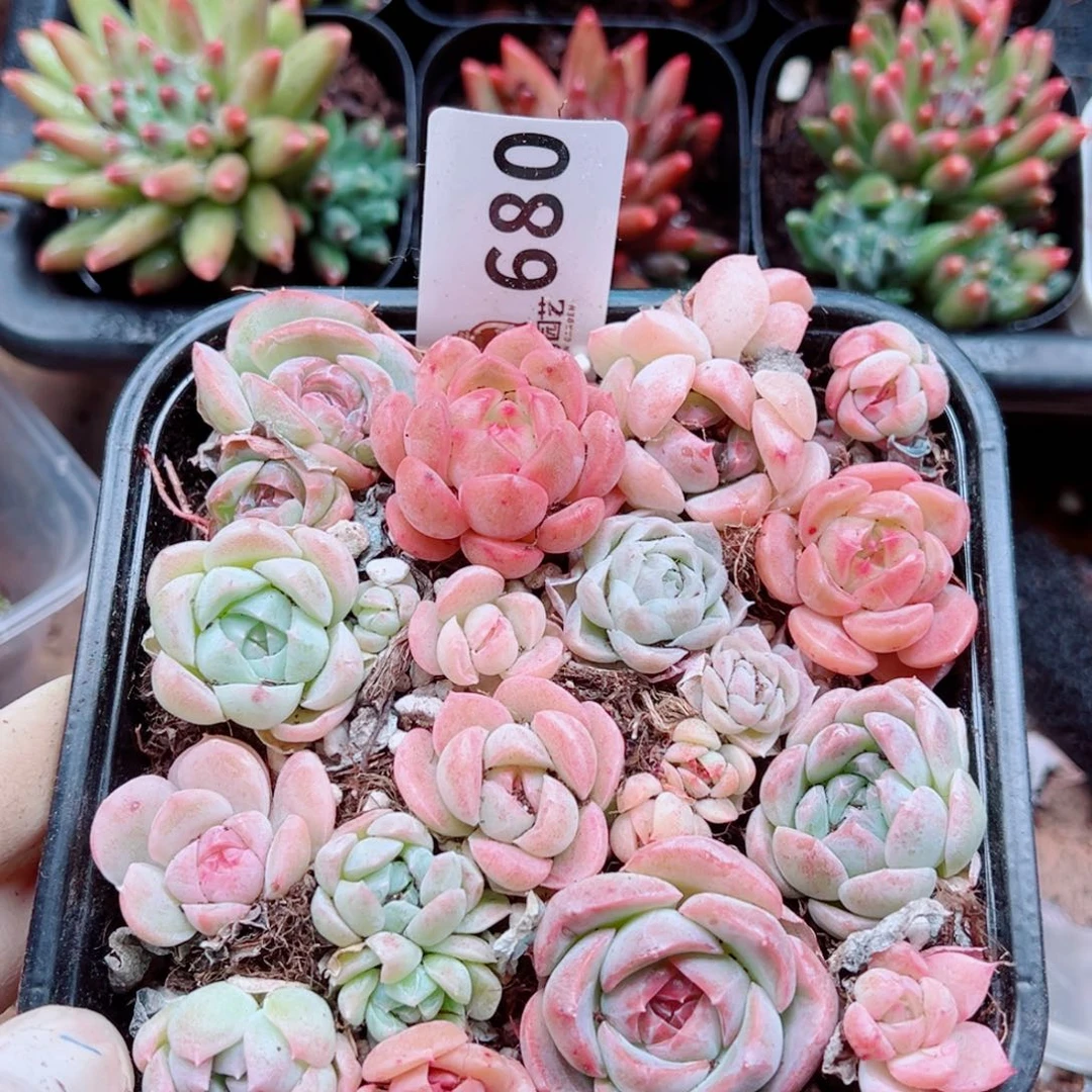 多肉植物多肉植物