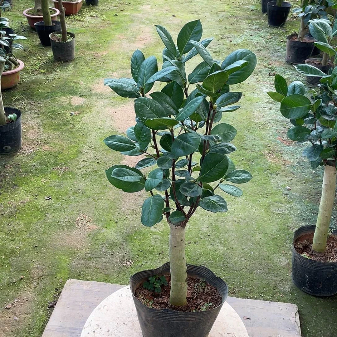 完全开放云茶恨天高1棵