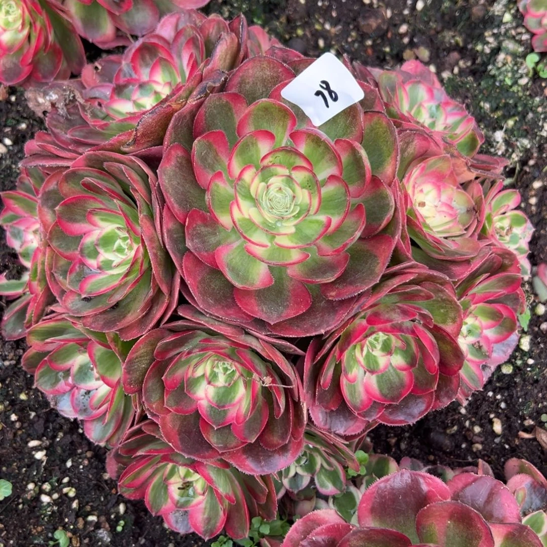 78鸿运多肉嘻嘻嘻