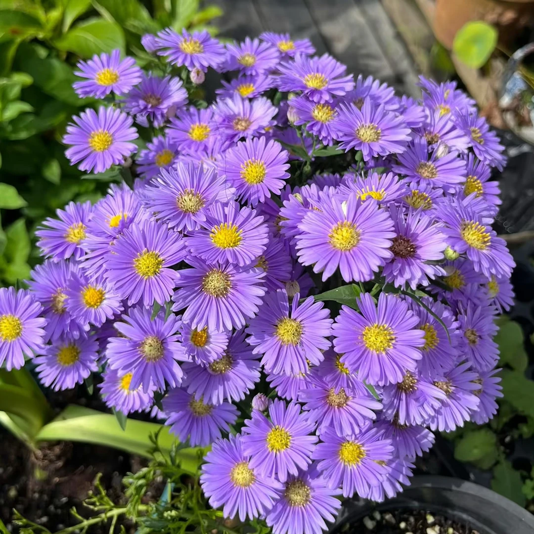 荷兰菊紫菀翠菊盆栽多年生宿根花卉耐热耐寒阳台庭院花镜好养护