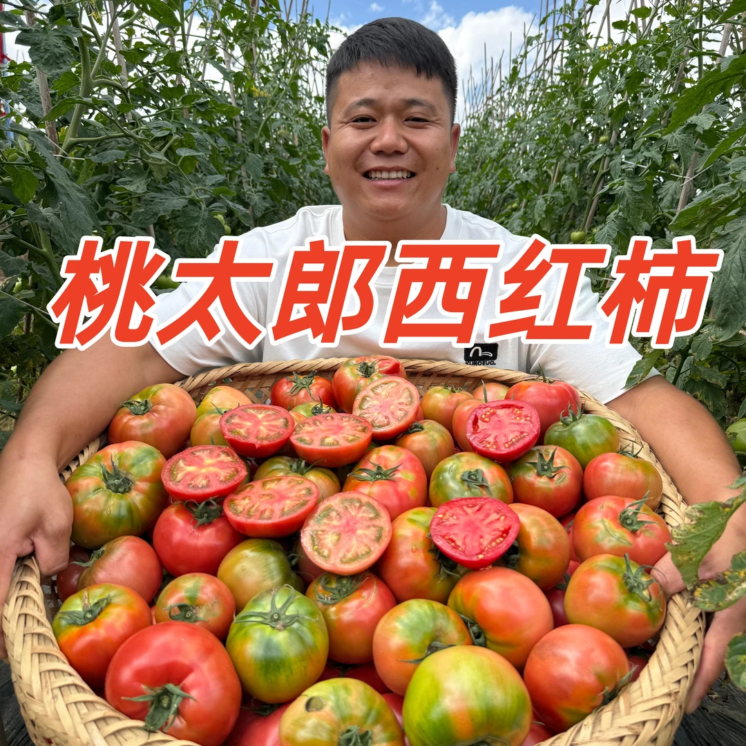 顺丰包邮 四川攀枝花米易老味道番茄新鲜沙瓤西红柿自然成熟现摘
