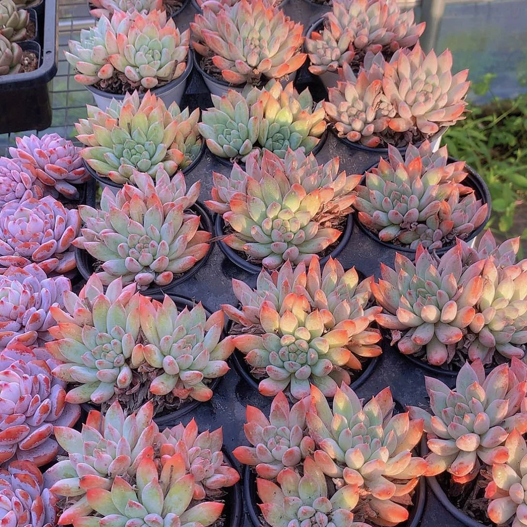 哥特萝莉彩体457788999000