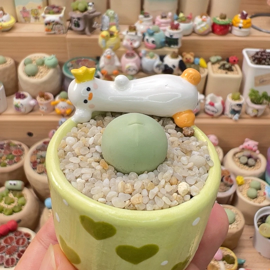 多肉植物11号鸽子蛋