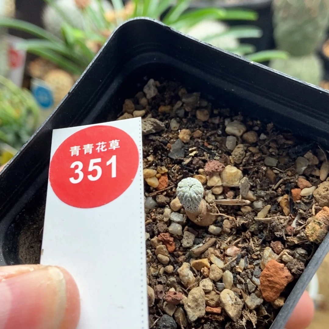 实生小人帽一棵仙人球