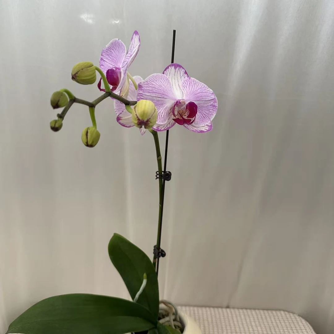 一枝花【水蜜桃】白红色系蝴蝶兰 稀有色系 提高观光绿植