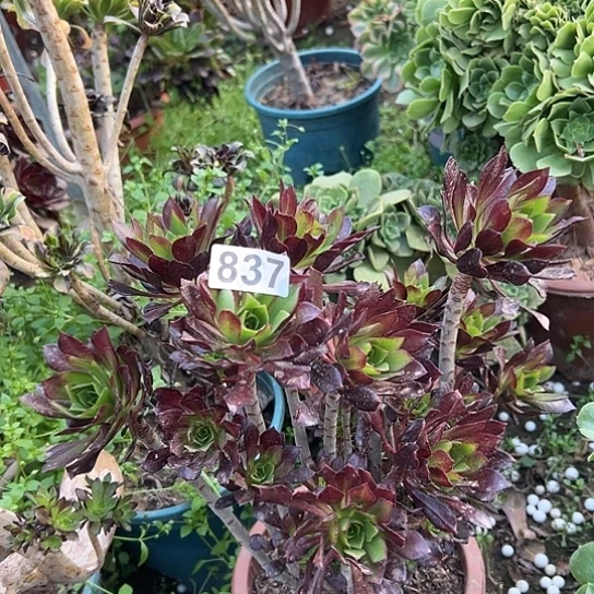 未***期多肉植物一个黑法837