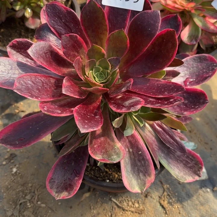 金丝却多肉法师3499