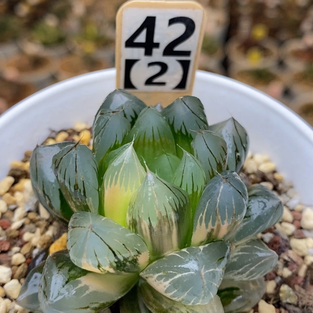 42号水晶x冰川玉露锦