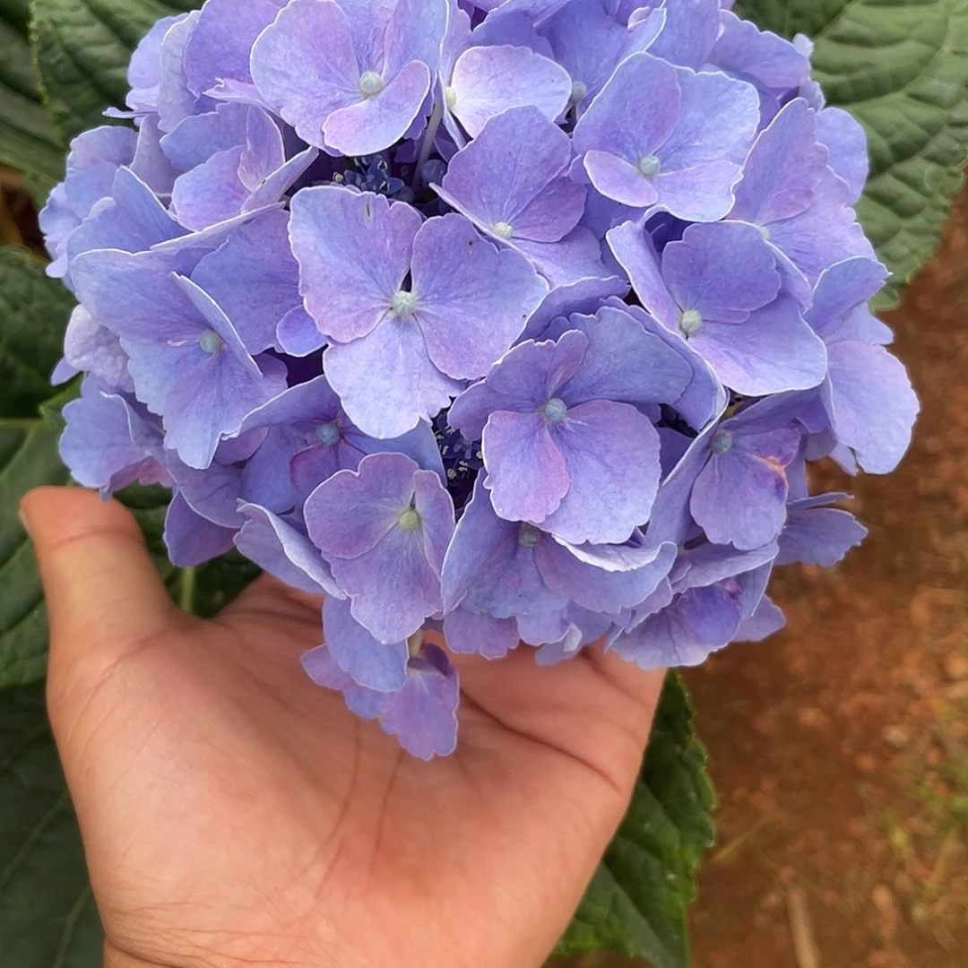 绣球切花一物一拍3枝起包邮，181