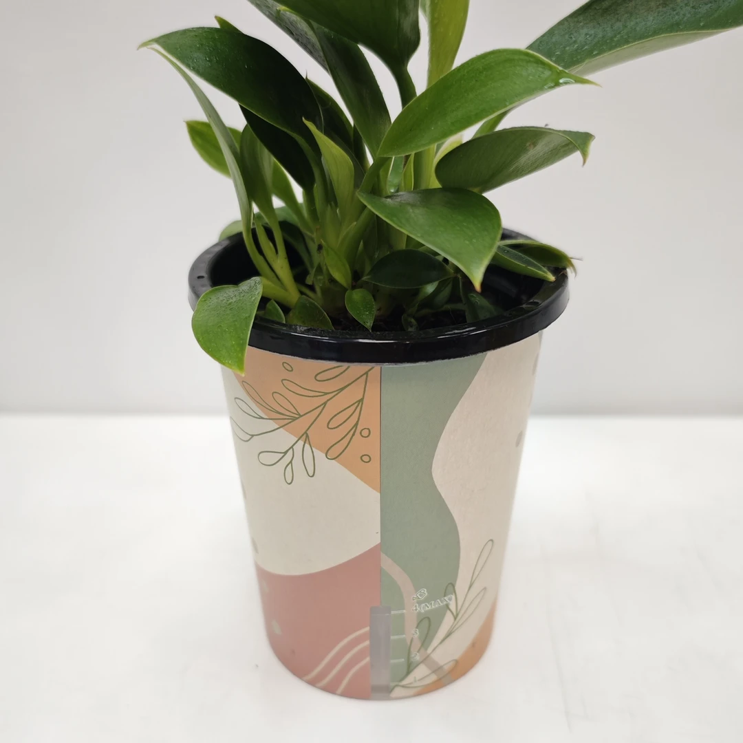 放青松绿植礼盒装金钻绿公主吸毒王桌面小绿植时尚咖啡杯随机发货