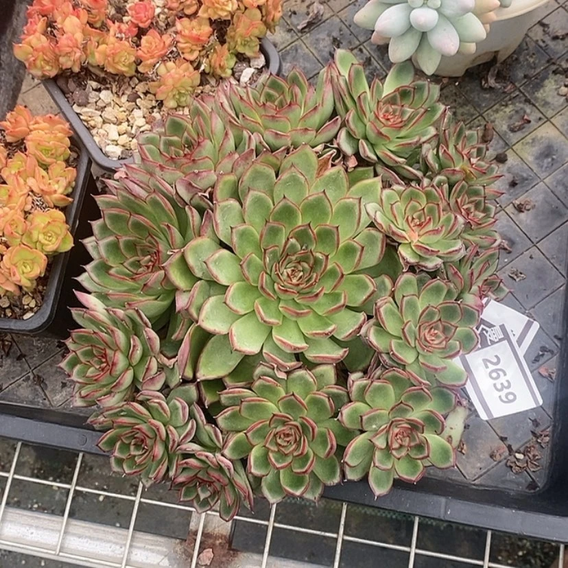 【闪购商品】萤火虫2639