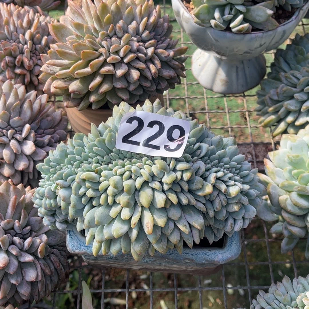 229号1478888888888