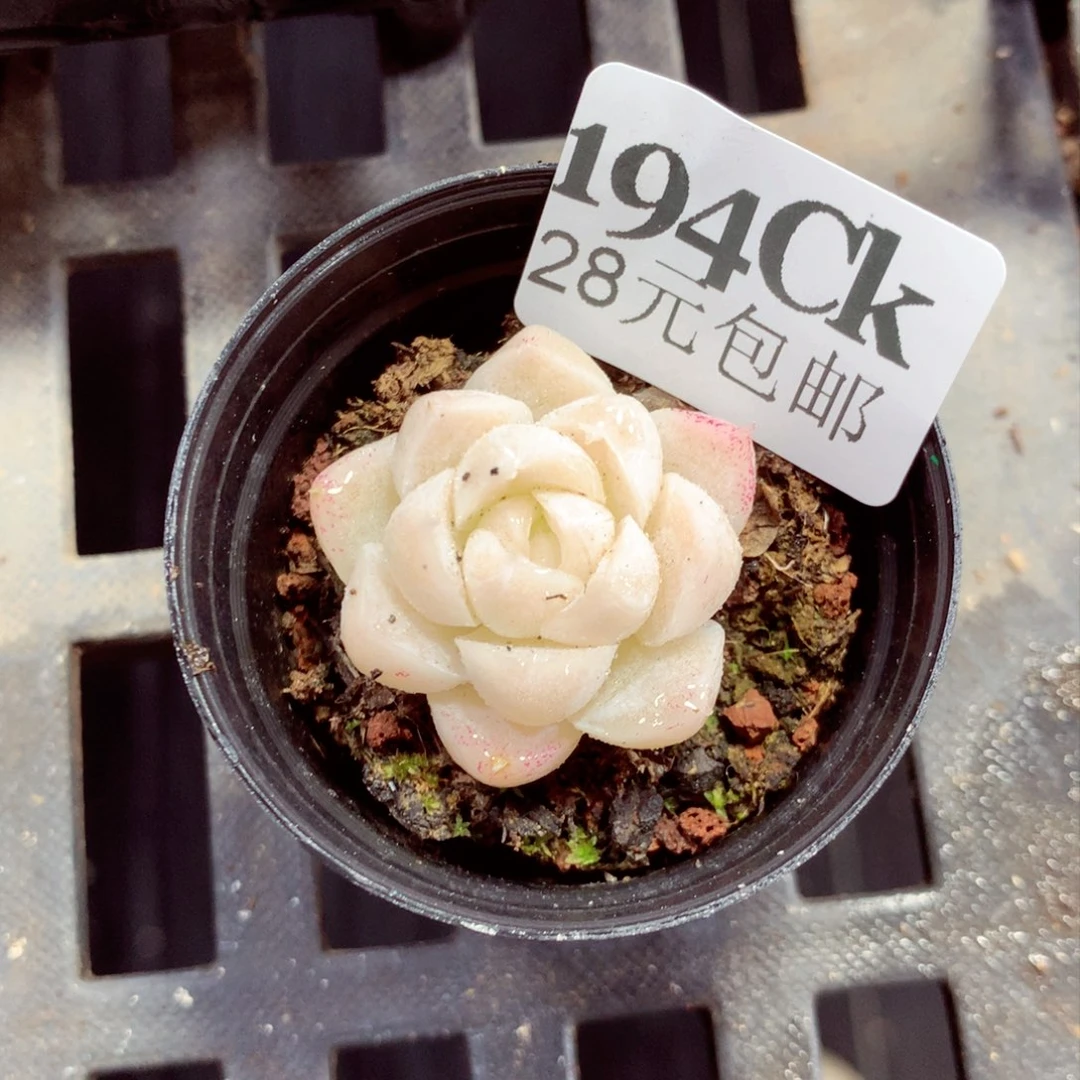 5厘米盆精控多肉194