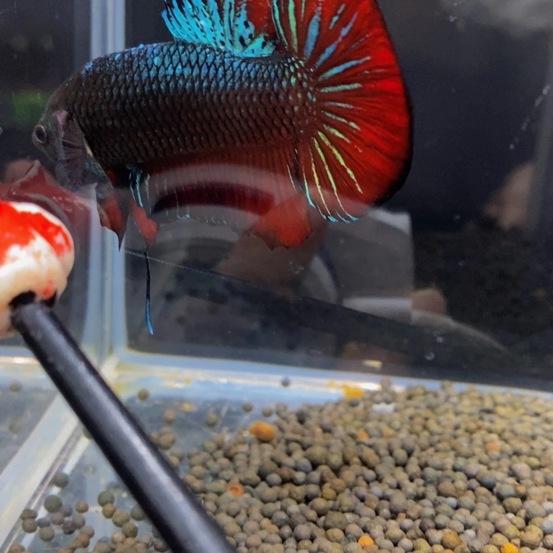 斗鱼369巨斗1星级11