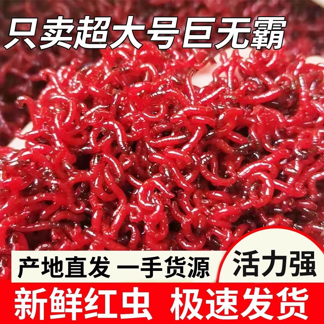 新鲜特大号鲜活红虫活饵用于野钓鲫鱼等钓鱼饵料