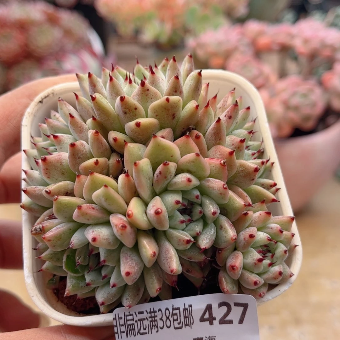 427原始绿抓德华多肉