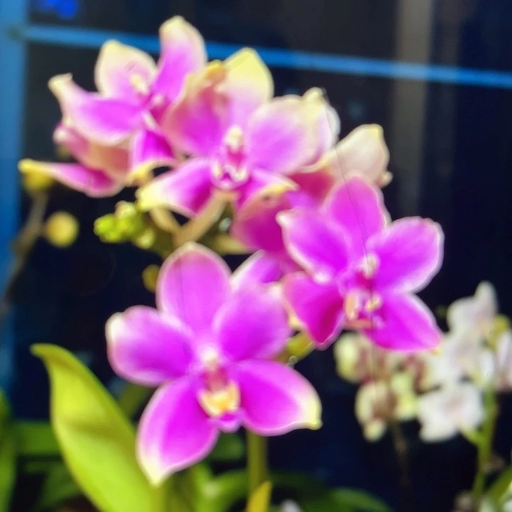 香奈儿2.8带剑发货