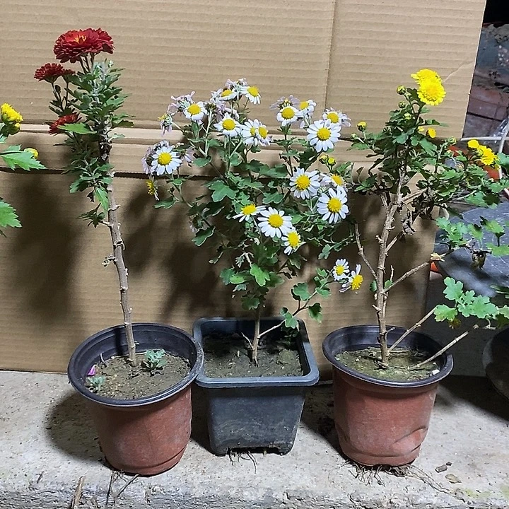 8***1完全开放盆景菊花金