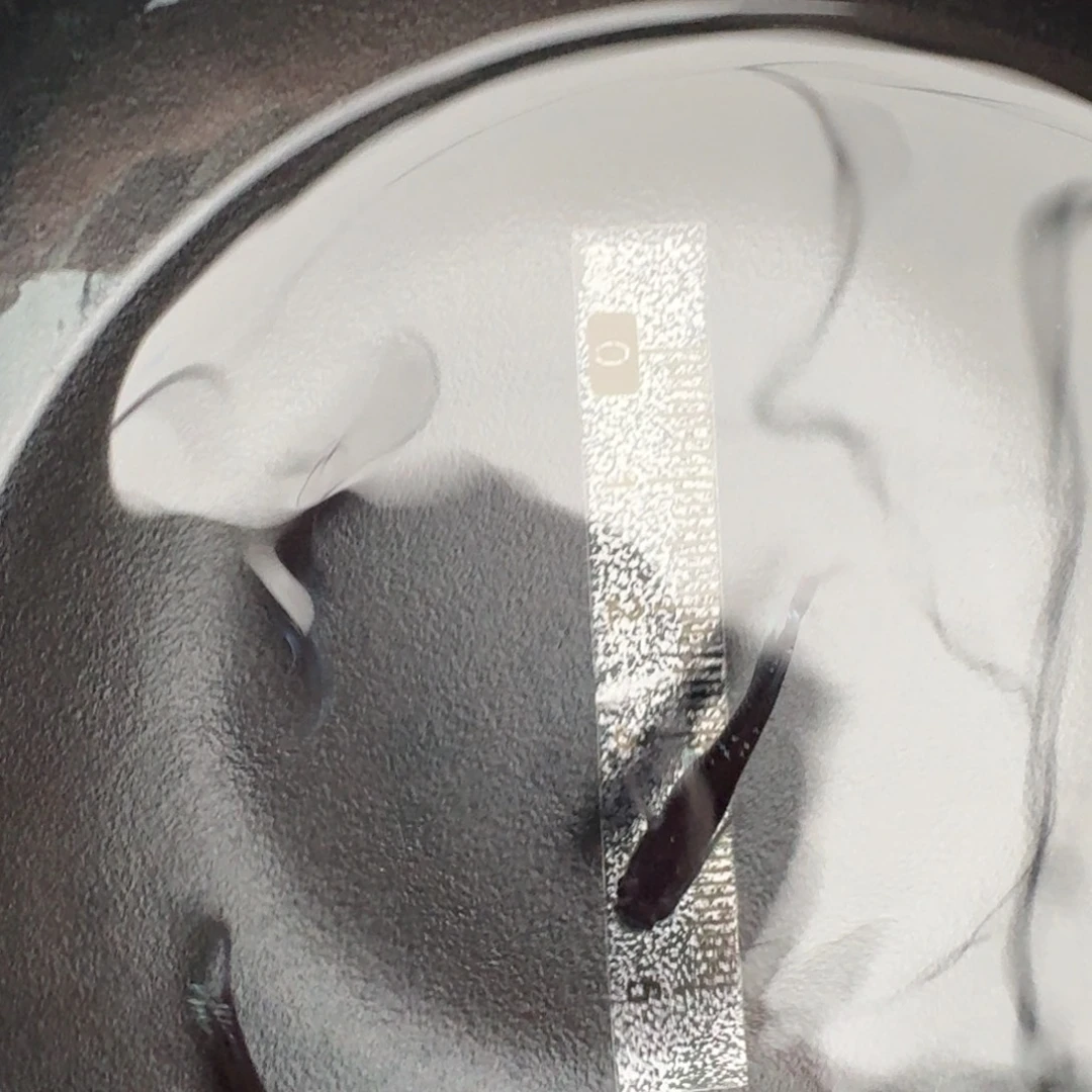 青鳉鱼短耀变610号