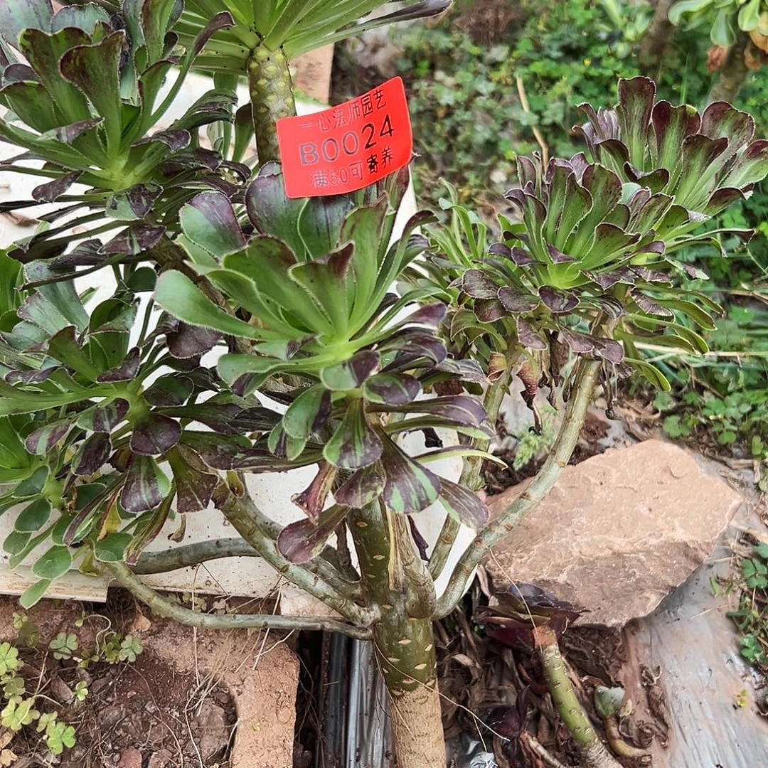 0024多肉植物水墨丹青