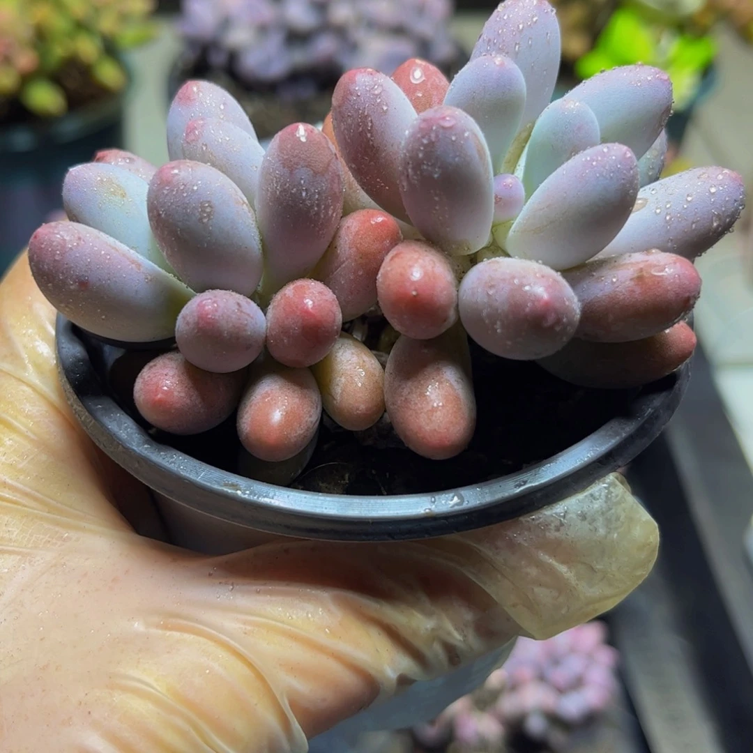 133汤圆9厘米多肉