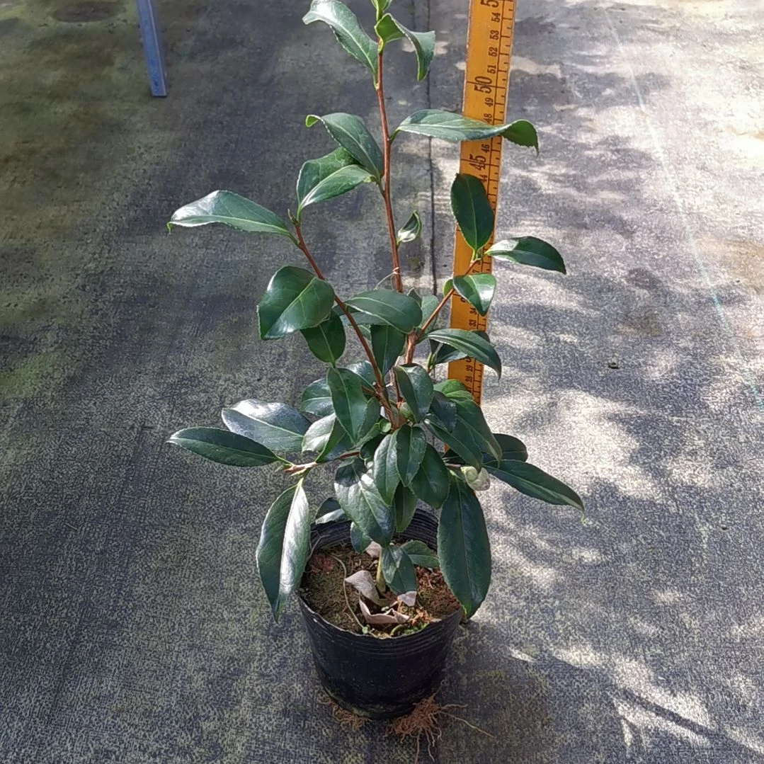 无花朵紫罗璇品种茶花