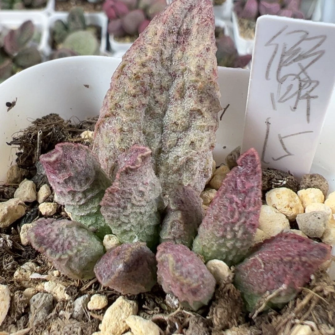 w融化纹猪肝多肉植物水泡