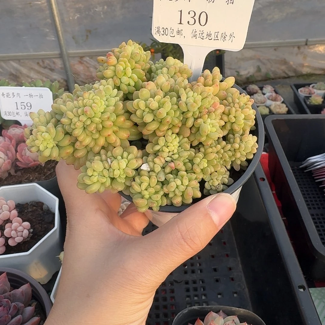 130 多肉脱土 群生不包整 30元包邮除偏远