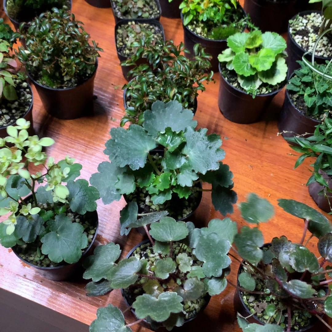 知***了当前无花栽培后可以开花