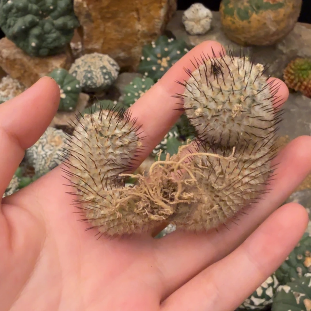 直刺佩蕾双头哈哈哈哈