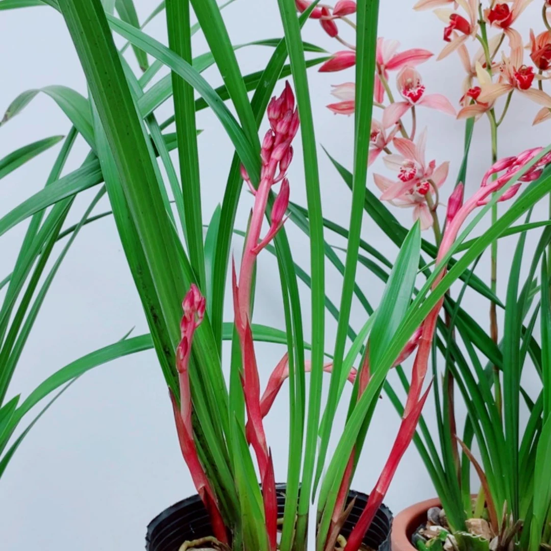 【闪购商品】无花朵半**尘