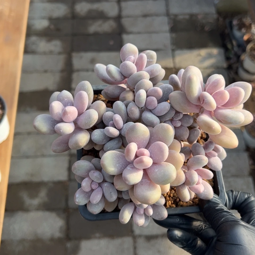 蛋黄奶1111111111111号