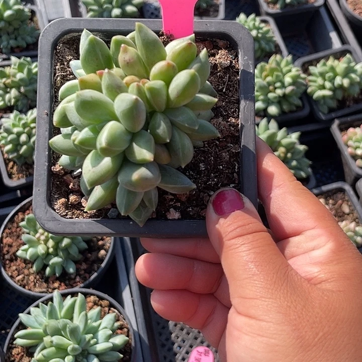 重楼多肉植物群生174