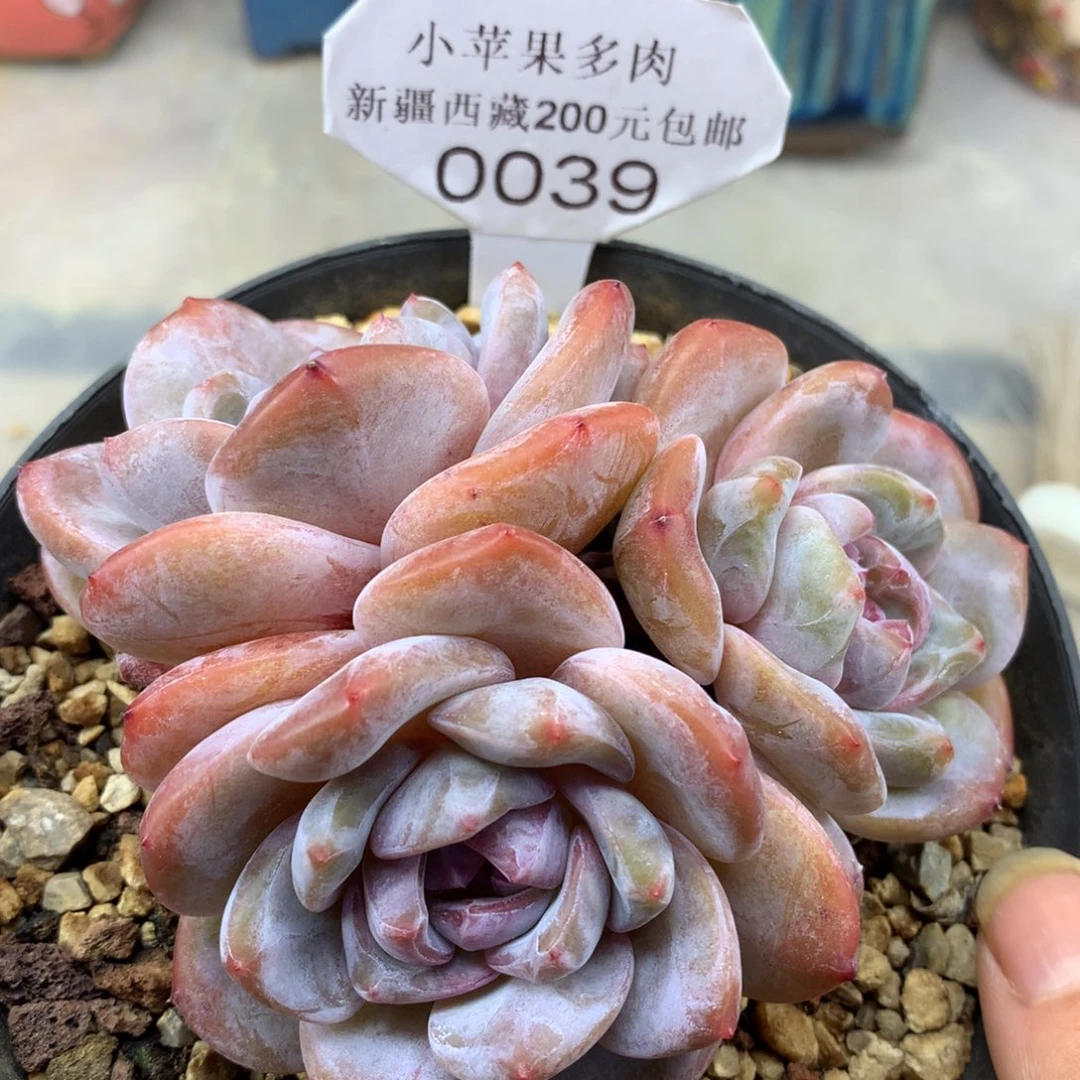 粉底紫心039/10cm3头