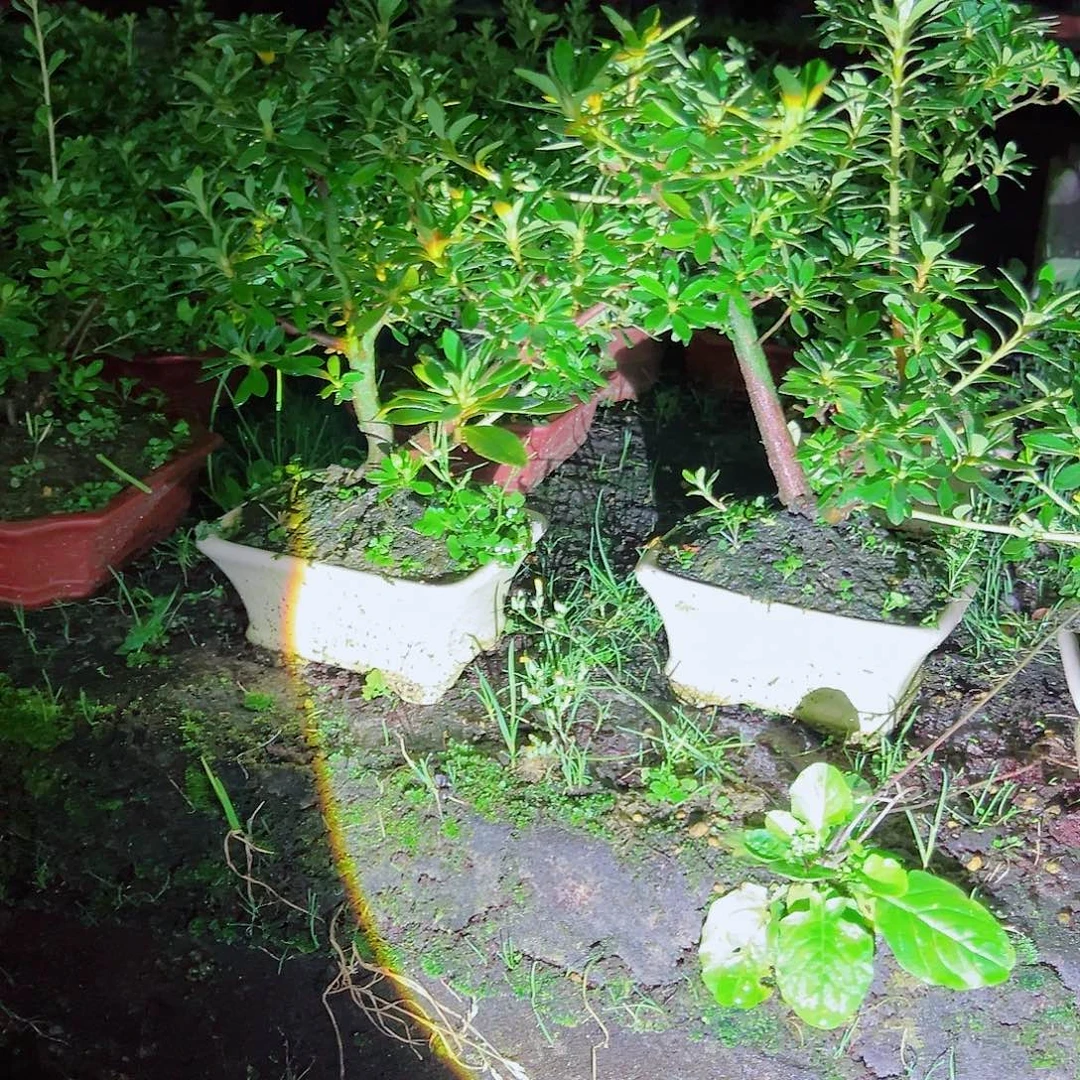 无花朵盆景皋月杜鹃花舞鼓